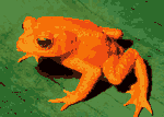 (2+3x3)-colour frog