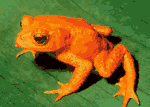 (4+2x7)-colour frog
