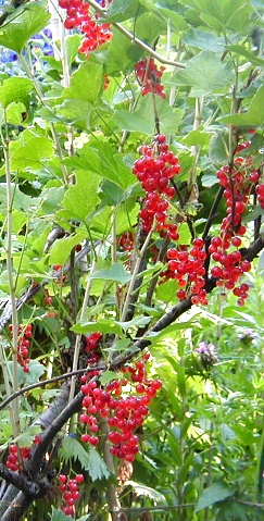 Red Currants, Terrace BC